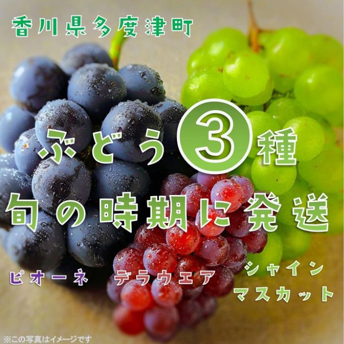 【ふるさと納税】【フルーツ定期便】ぶどう3種たべくらべ　旬のぶどう1種類ずつお届け〔提供：ことひら街道〕 しあわせ製麺 シャインマスカット ピオーネ デラウエア 葡萄 ブドウ