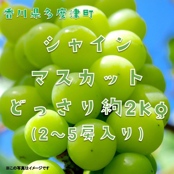 【ふるさと納税】シャインマスカット 約2kg【令和8年8月下旬発送!予約受付中】〔提供:株式会社ことひら街道〕しあわせ製麺 あまい ぶどう 皮ごと まるまる しゃきしゃき