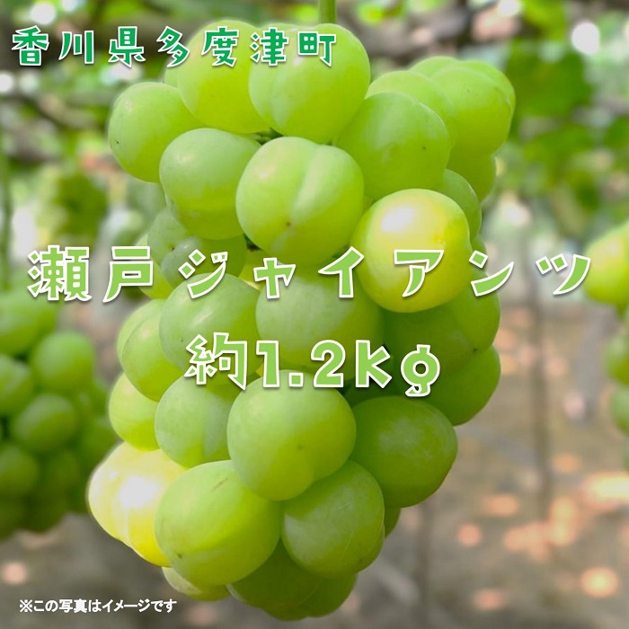 【ふるさと納税】多度津町産 瀬戸ジャイアンツ 約1.2kg【令和7年9月上旬頃より発送】〔提供：株式会社ことひら街道〕 しあわせ製麺