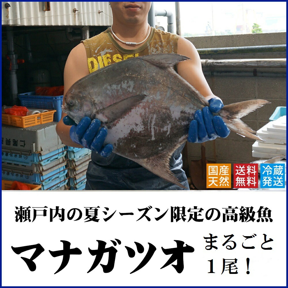【ふるさと納税】マナガツオ１尾（令和7年7月頃からの出荷分！）（お届け：冷蔵）〔提供：有限会社　倉本水産〕香川県 限定 高級魚 鮮魚 贅沢 絶品