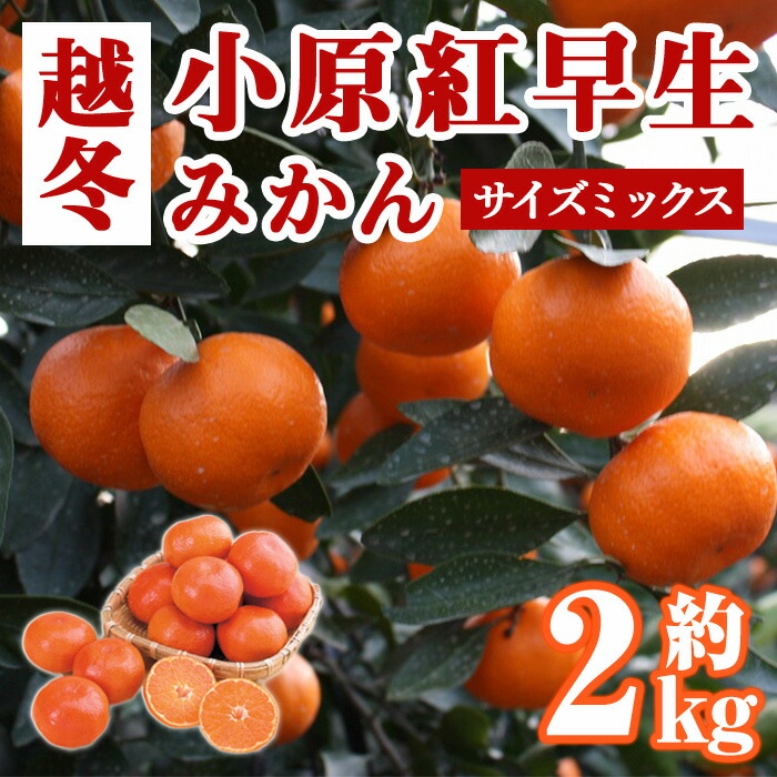 【ふるさと納税】＜先行予約！2027年1月上旬以降順次発送予定＞香川県産 越冬小原紅早生みかん(約2kg/サイズミックス) 国産 果物 果実 くだもの フルーツ みかん 蜜柑 新登場 【man360】【Aglio nero】｜香川県まんのう町