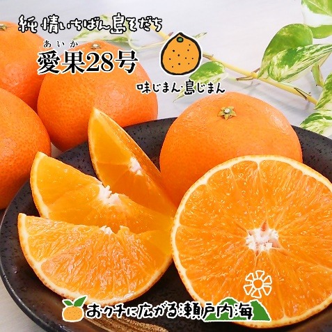 【ふるさと納税】訳あり 愛果28号〈2 kg〉先行予約｜12月中旬より発送｜中島産 わけありみかん（あいか／紅まどんな同品種）フルーツ 家庭用 数量限定 愛媛県 松山市