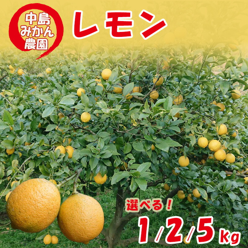 【ふるさと納税】 【2025年10月から発送】家庭用 レモン 選べる 容量 約 1kg/2kg/5kg｜先行予約 柑橘 みかん 檸檬 果物 くだもの 果実 国産 フルーツ 有名 愛媛 はちみつレモン 瀬戸内 ビタミン 美味しい 生産者 直送 産直 無添加 レモンサワー 中島みかん農園