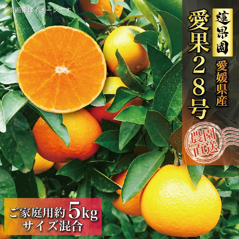 【ふるさと納税】 【先行予約】 あいか 訳あり ご家庭用 5kg 愛果28号 【11月下旬から発送】 | 高級 みかん 蜜柑 まどんな 柑橘 みかん 果物 くだもの フルーツ おすすめ 高級 人気 お取り寄せ グルメ ギフト 期間限定 数量限定 ご当地 愛媛県 松山市  蓮果園