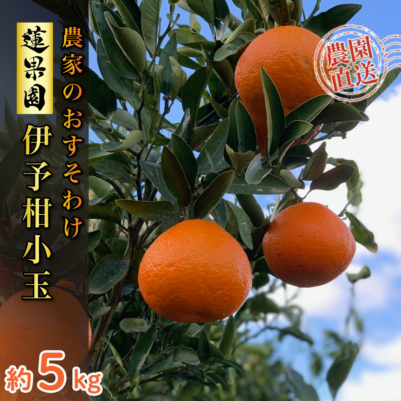 【ふるさと納税】 【先行予約】 【2026年1月から発送予定】  宮内伊予柑 家庭用 小玉 5kg サイズ混合  柑橘 みかん 果物 くだもの フルーツ おすすめ  人気 お取り寄せ グルメ ギフト 期間限定 数量限定 ご当地 愛媛県 松山市