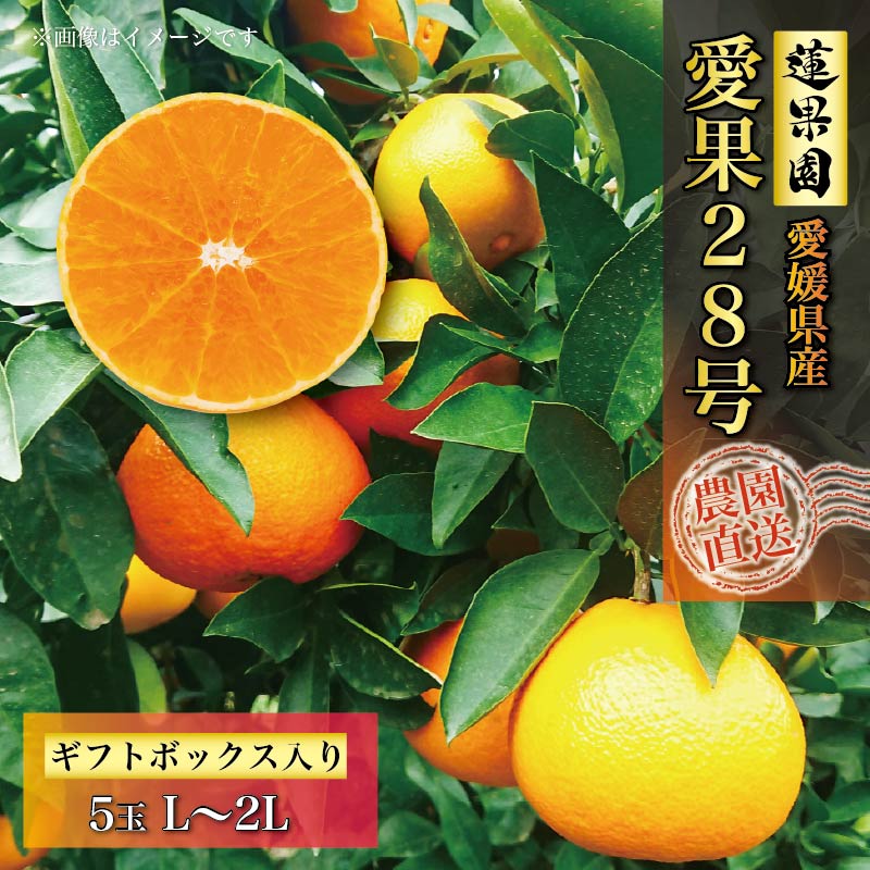 【ふるさと納税】 【先行予約】 【11月中旬から発送】  愛果28号 ギフトボックス L から 2L サイズ 5玉 ご贈答 A品 秀品 | 愛媛みかん 愛媛ミカン みかん ミカン mikan 蜜柑  フルーツ 果物 くだもの お取り寄せ 産地直送 数量限定 人気 おすすめ 愛媛県 松山市  蓮果園