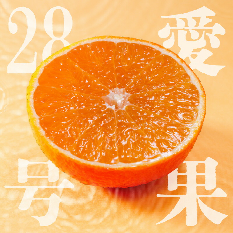 楽天市場】【ふるさと納税】 ☆150箱限定☆【11月下旬から発送】 紅ま