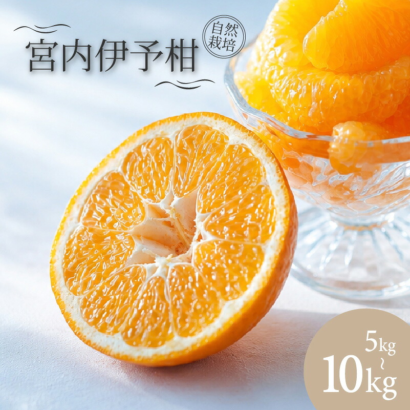 【ふるさと納税】 宮内伊予柑 いよかん 5kg/10kg 自然栽培 【 2027年1月上旬頃から順次発送】 | 伊予柑 ミカン 柑橘 みかん 期間限定 フルーツ 果物 果実 愛媛県産 愛媛 松山 農薬不使用｜愛媛県松山市