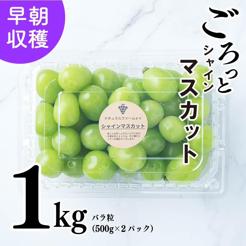 【ふるさと納税】 【2025収穫分先行予約】 シャインマスカット 1kg バラ粒 500g 2パック 小分け 新着 人気 予約 フルーツ くだもの マスカット ぶどう 早朝 収穫 朝採れ ギフト 贈答 ※8/20頃～発送予定 ナチュラルファームｅｎ