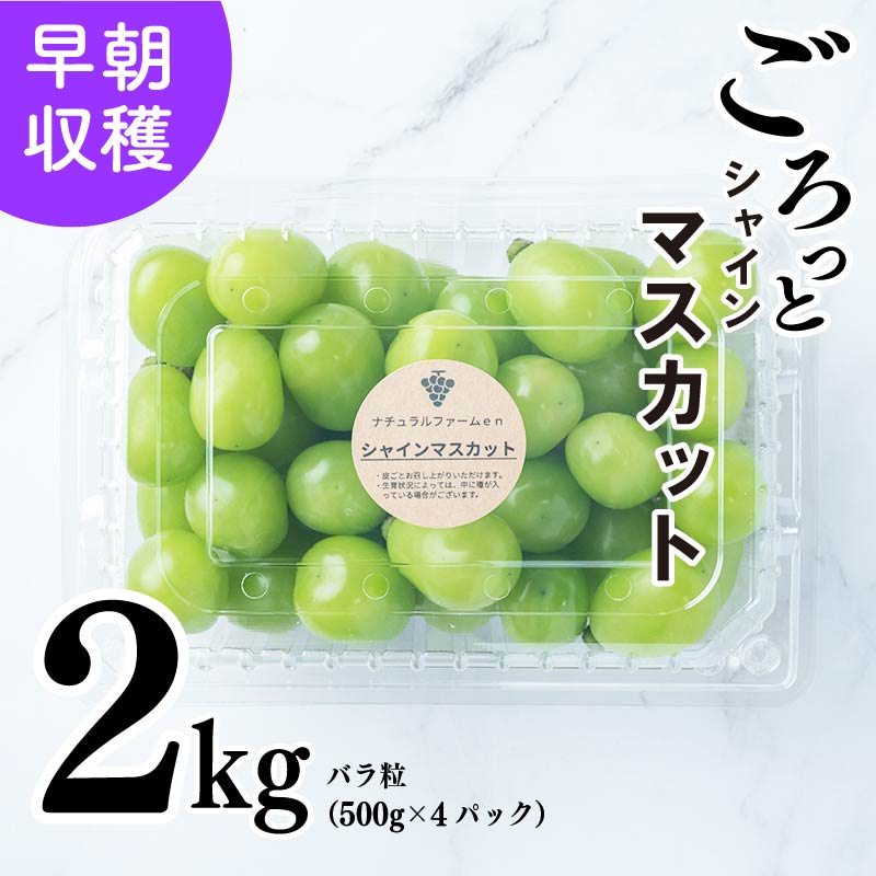【ふるさと納税】【2025収穫分先行予約】 シャインマスカット 2kg バラ粒 500g 4パック 小分け 新着 人気 予約 フルーツ くだもの マスカット ぶどう 早朝 収穫 朝採れ ギフト 贈答 ※8/20頃～発送予定 ナチュラルファームｅｎ