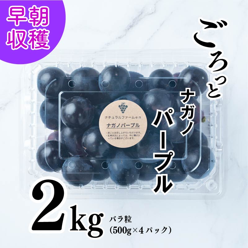【ふるさと納税】 【2025収穫分先行予約】 ぶどう ナガノパープル 2kg バラ粒 500g 4パック 小分け 新着 人気 予約 フルーツ 果物 くだもの マスカット ぶどう 早朝 収穫 朝採れ ギフト 贈答 ※8/10頃～発送予定 ナチュラルファームｅｎ
