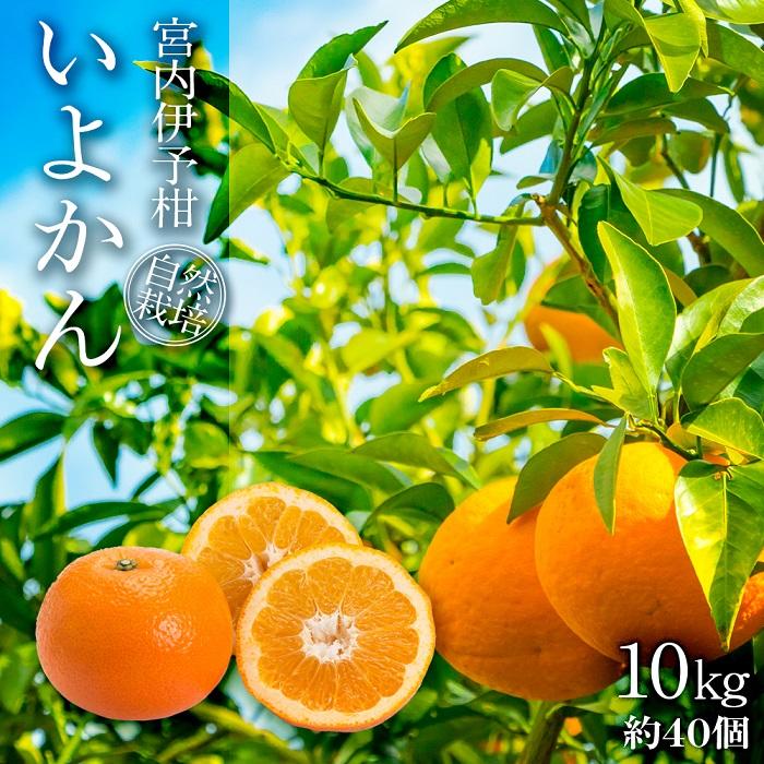 年末年始大決算 宮内伊予柑 いよかん 10kg 約40個 フルーツ 果物 果実 無農薬 愛媛県産 23年1月15日発送開始 Fucoa Cl 年末年始大決算 宮内伊予柑 いよかん 10kg 約40個 フルーツ 果物 果実 無農薬 愛媛県産 23年1月15日発送開始 Fucoa Cl