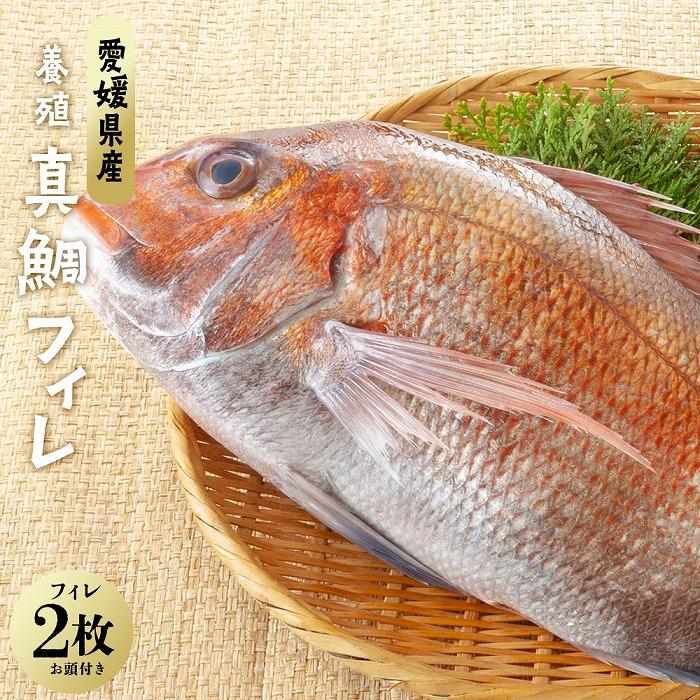 【ふるさと納税】 愛媛県産養殖真鯛フィレ2枚（お頭付き冷凍） | 愛媛県 愛媛 松山市 松山 納税 支援 返礼品 特産品 名産 お取り寄せグルメ お取り寄せ ご当地グルメ グルメ 鯛 タイ たい 宇和島 愛媛県産 真鯛 魚介類 魚介 冷凍食品 冷凍 海鮮 海産物 魚 父の日 ギフト