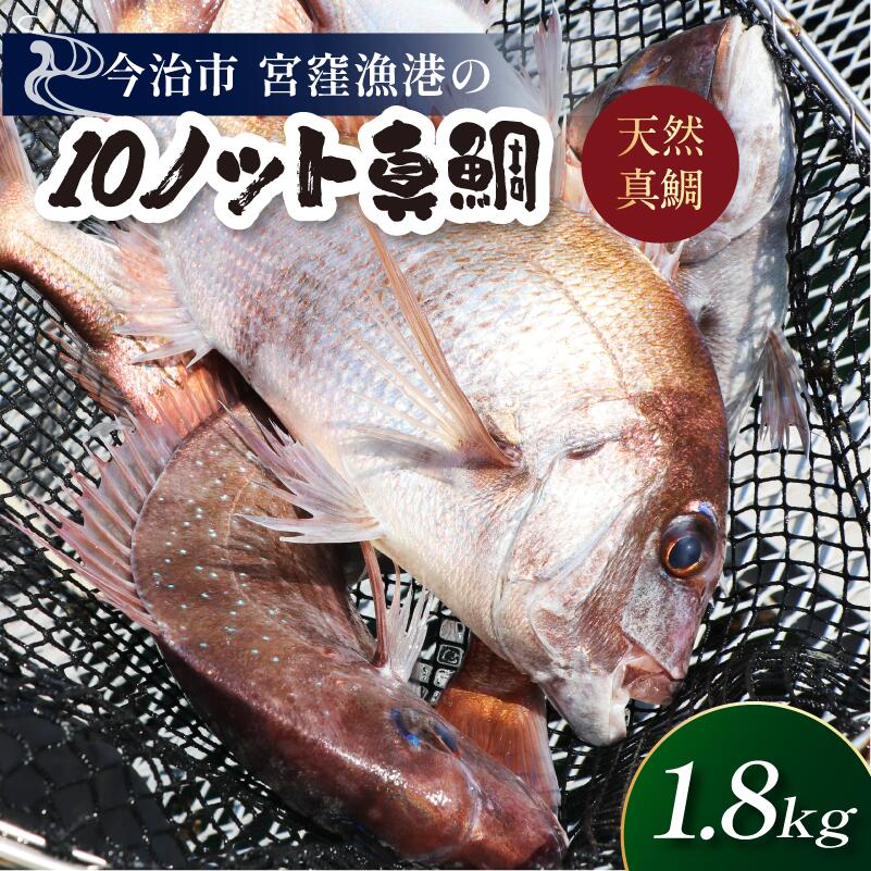 【ふるさと納税】（宮窪産）天然ブランド真鯛「10ノット真鯛」（ラウンド1.8kg前後1尾）【V002790】宮窪瀬戸 瀬戸内海 天然真鯛 お料理 今治市 愛媛県 宮窪産 国産 海産物 海鮮 魚介類 新鮮 食品 ふるさと納税