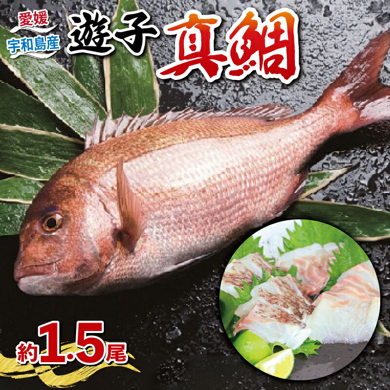楽天市場】【ふるさと納税】 \10営業日以内発送/ 真鯛 鯛一郎 楽天市場】【ふるさと納税】 \10営業日以内発送/ 真鯛 鯛一郎