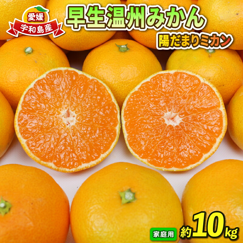 【ふるさと納税】 早生 みかん 10kg 家庭用 陽だまりミカン 早生温州 早生みかん 温州みかん 果物 くだもの フルーツ 柑橘 蜜柑 みかん mikan 農家直送 産地直送 数量限定 国産 愛媛 宇和島 B012-050001｜愛媛県宇和島市