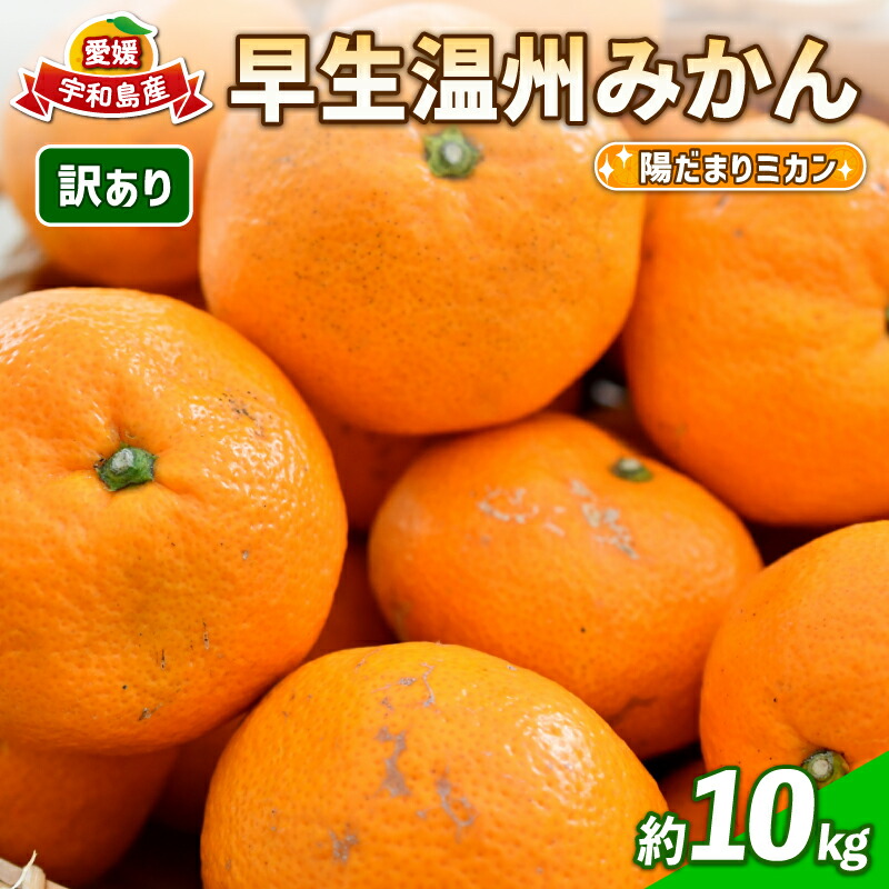 【ふるさと納税】 訳あり 愛媛 みかん 早生 温州 10kg 陽だまりミカン 早生温州 早生みかん 温州みかん 果物 くだもの 愛媛みかん 愛媛ミカン 愛媛蜜柑 訳アリ 訳あり品 訳有り わけあり 愛媛産 フルーツ 柑橘 蜜柑 農家直送 産地直送 数量限定 国産 愛媛 宇和島 B010-050006