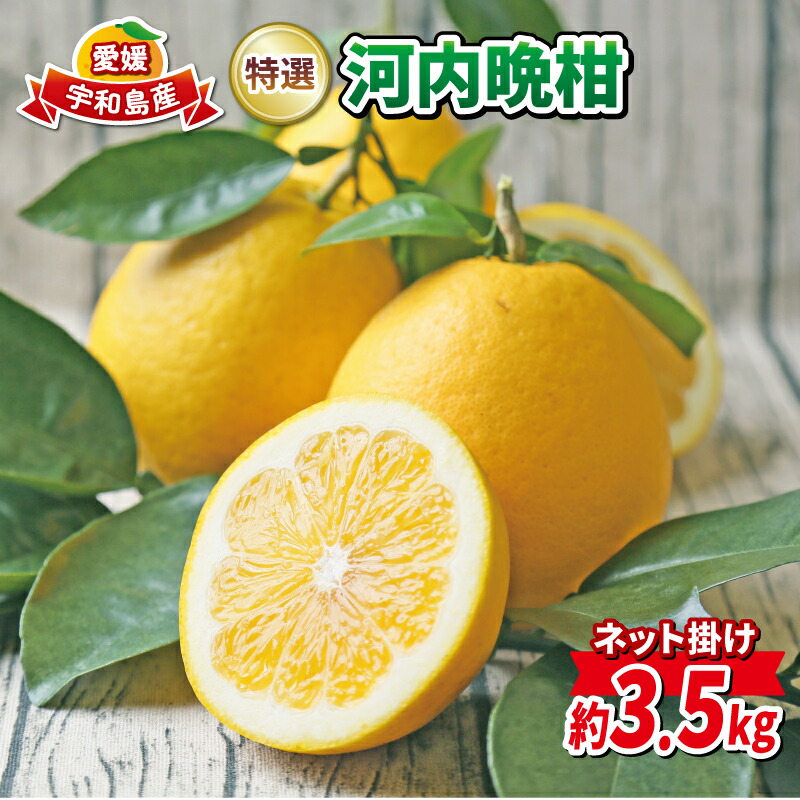 【ふるさと納税】  贈答用 河内晩柑 3.5kg 特選 ネット掛け フレッシュつちやま 晩柑 かわちばんかん 和製 グレープフルーツ 贈答品 ギフト プレゼント 高級 果物 くだもの フルーツ 柑橘 愛媛みかん みかん mikan 蜜柑 産地直送 数量限定 国産 愛媛 宇和島 B010-096002