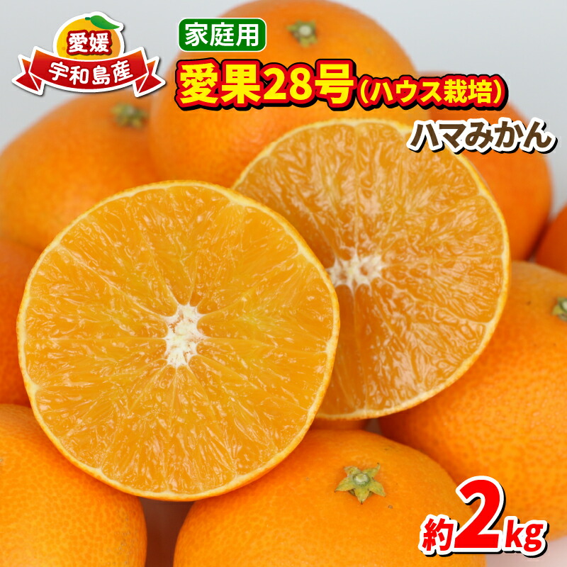 【ふるさと納税】 愛果28号 2kg 家庭用 ハウス栽培 先行予約 ハマみかん ハウスみかん 果物 くだもの フルーツ 柑橘 みかん 高級 ブランド ゼリー プルプル 甘い 限定 品種 蜜柑 mikan 愛媛蜜柑 愛媛みかん 農家直送 産地直送 数量限定 国産 愛媛 宇和島 B012-075001