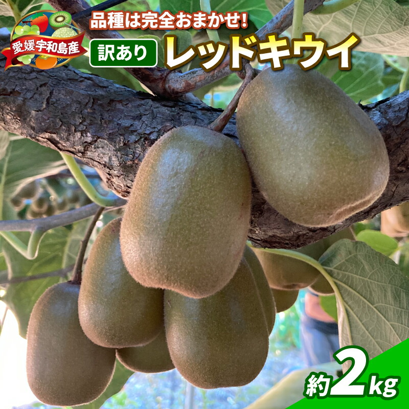 【ふるさと納税】 レッドキウイ 2kg 訳あり マル南フルーツ 先行予約 数量限定 キウイ キウイフルーツ 紅妃 レインボーレッド 産地直送 高級 希少 果物 フルーツ 国産 愛媛 宇和島 F010-106029