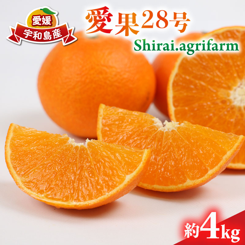 【ふるさと納税】 愛果28号 ( 紅まどんな と同品種) 約4kg L~3L サイズ Shirai.agrifarm 先行予約 みかん 愛媛ミカン mikan 柑橘 果物 フルーツ 高級 ブランド 限定 品種 濃厚 甘い 甘味 蜜柑 ゼリー プルプル 産地直送 農家直送 数量限定 国産 愛媛 宇和島 B020-115004｜愛媛県宇和島市