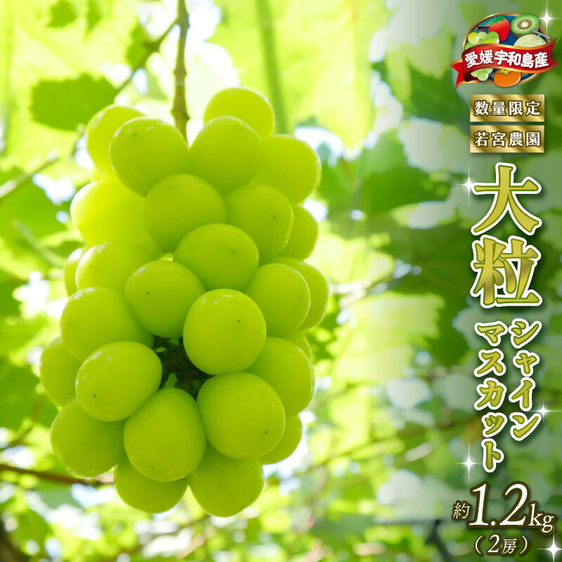 【ふるさと納税】 数量限定 大粒 種無し シャインマスカット 約1.2kg 2房 若宮農園 冷蔵便 期間限定 甘い マスカット ますかっと ぶどう ブドウ 葡萄 産地直送 農家直送 高級 人気 果物 くだもの フルーツ 贈答用 プレゼント 国産 愛媛 宇和島 F016-152001