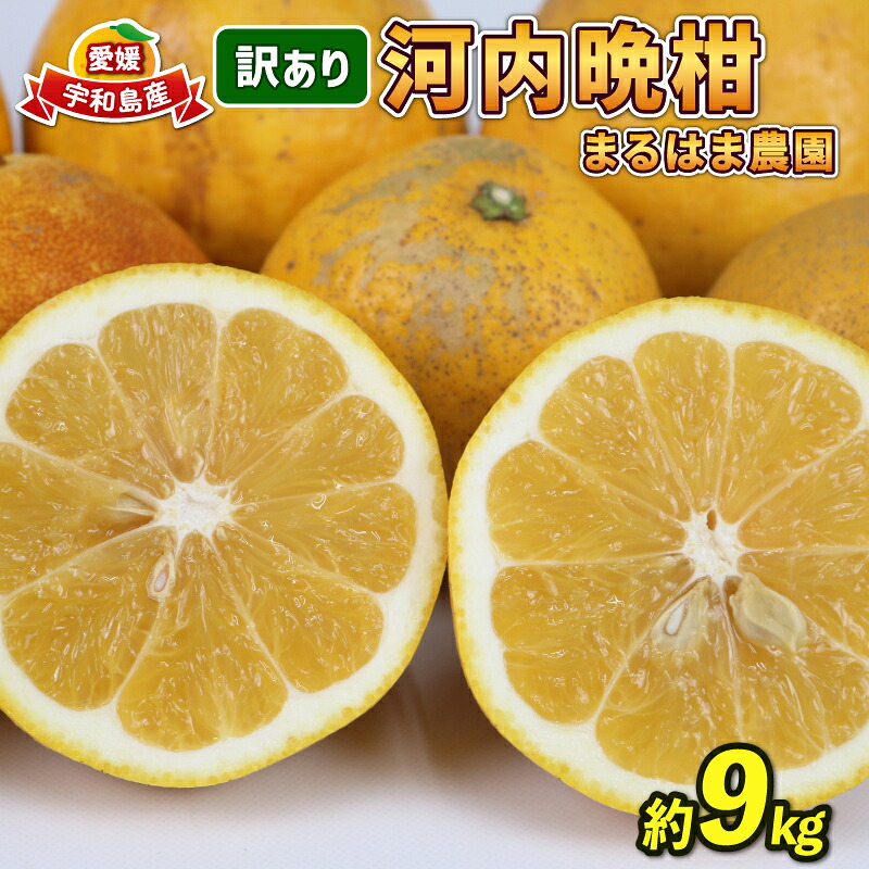 【ふるさと納税】 河内晩柑 9kg 愛媛みかん まるはま農園 先行予約 訳あり 晩柑 かわちばんかん 和製 グレープフルーツ 愛媛蜜柑 果物 くだもの フルーツ 柑橘 みかん 蜜柑 mikan 産地直送 農家直送 数量限定 国産 愛媛 宇和島 B010-202003