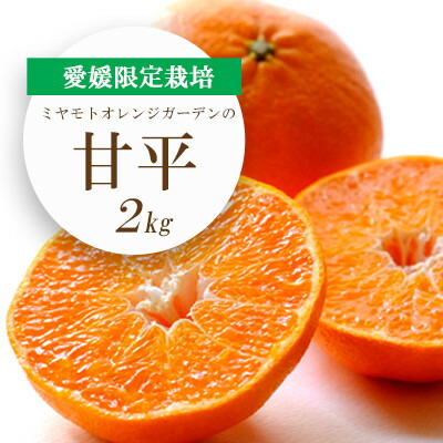 【ふるさと納税】【2026年2月より順次発送】愛媛限定栽培柑橘 シャキッと新食感!甘平 2kg【C25-36】_ みかん ミカン 柑橘 フルーツ ふるーつ 果物 くだもの 青果 甘平 かんぺい 甘い 濃厚 高糖度 愛媛 希少 産直 産地直送 【1044411】