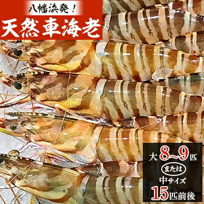 【ふるさと納税】八幡浜発!竹中水産の『天然車海老大or中サイズ』やっぱり違う天然! 【H22-224】_ 車海老 くるまえび 車えび 天然 エビ えび 海老 魚介 魚介類 海鮮 鮮魚 冷凍 BBQ 簡単調理 愛媛 八幡浜 産直 産地直送 国産 加熱用 【配送不可地域：離島】【1051209】