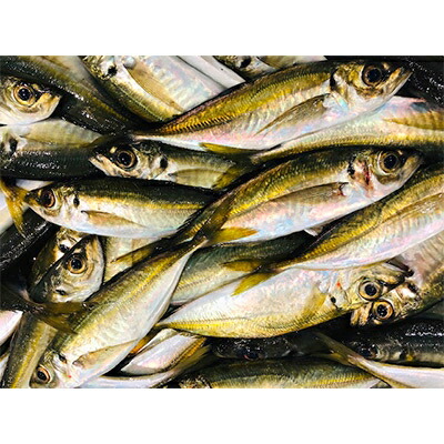 【ふるさと納税】竹中水産のお手軽、網真鯵1.5キロ!【D22-244】_ アジ 真鯵 まあじ 鯵 天然 網鯵 魚介 魚介類 海鮮 冷蔵 愛媛 八幡浜 産直 産地直送 国産 おかず おつまみ 鮮魚 【配送不可地域：離島・北海道・沖縄県】【1073405】