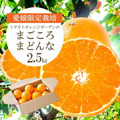 【ふるさと納税】【2025年11月より順次発送】紅まどんなと同品種 愛媛果試28号 2.5kg【C25-128】_ まどんな マドンナ 柑橘類 柑橘 みかん ミカン オレンジ フルーツ 果物 くだもの 人気 美味しい 希少【1166249】