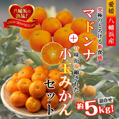 【ふるさと納税】2025年11月発送開始　ぷるぷる新食感!「マドンナ」+濃厚!「小玉みかん」約5kg【C39-32】_ みかん ミカン まどんな マドンナ フルーツ 果物 くだもの セット 食べ比べ 旬 甘い ジューシー 温州 愛媛 5kg 濃厚 【1252242】