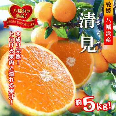 【ふるさと納税】2026年3月出荷開始　完熟・果汁たっぷり!!「きよみ」約5kg　【C39-34】【1262235】