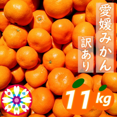【ふるさと納税】「 愛媛 みかん 」 訳あり 約11kg《 愛咲果樹園 》【C71-7】_ みかん ミカン 蜜柑 柑橘類 柑橘 訳アリ わけあり フルーツ 果物 くだもの 人気 美味しい 愛媛県 八幡浜市 ふるさと 【1331485】