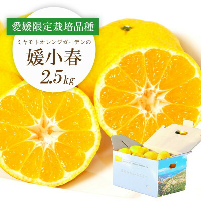 【ふるさと納税】【2026年1月下旬頃より順次発送】希少柑橘 媛小春(ひめこはる) 2.5kg【C25-144】_ みかん 蜜柑 ミカン 柑橘類 柑橘 フルーツ　果物 くだもの 人気 美味しい 愛媛県 八幡浜市 ふるさと 【1378626】
