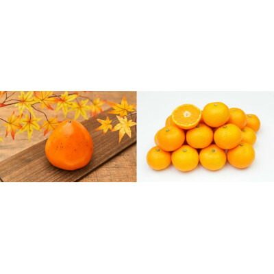 【ふるさと納税】八幡浜産「富士柿2.5kg」「温州みかん3kg」旬の果物食べ比べセット【C56-51】_ 柿 みかん 食べ比べ フルーツ くだもの 果物 青果 甘い 旬 期間限定 産地直送 産直 冷蔵 【配送不可地域：離島・北海道・沖縄県】【1507521】