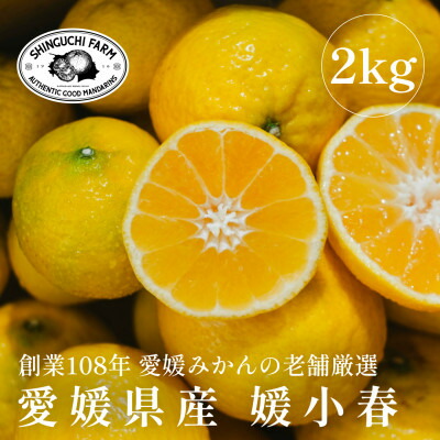 【ふるさと納税】愛媛みかんの老舗厳選 【媛小春 2kg】【希少柑橘】『黄色いのに驚きの甘さ』新口農園【C70-60】【1592106】
