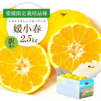 【ふるさと納税】【2026年1月より順次発送】希少柑橘 媛小春(ひめこはる) 2.5kg【訳あり】【D25-183】【1608026】