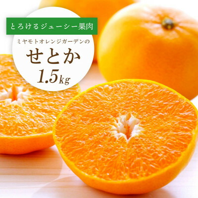 【ふるさと納税】【2026年2月以降発送】とろける濃厚果肉 せとか1.5kg 愛媛県八幡浜産【C25-210】【1612641】