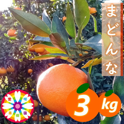【ふるさと納税】愛咲果樹園「 まどんな 」約3kg【D71-27】【1616835】