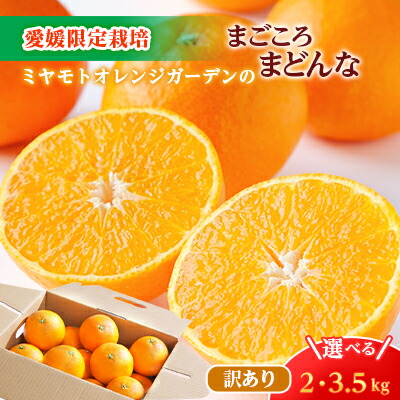 楽天市場】【ふるさと納税】【2025年11月より順次発送】紅まどんなと同