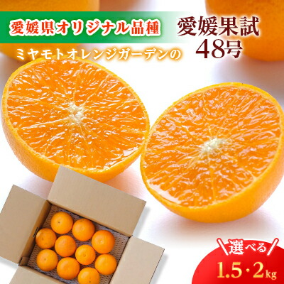 楽天市場】【ふるさと納税】家庭用 愛媛果試48号(紅プリンセスと同品種