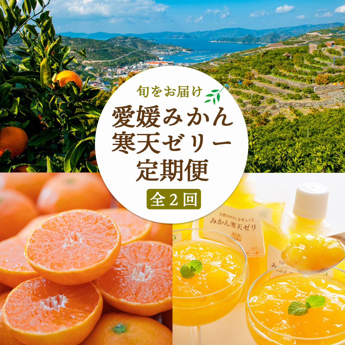 【ふるさと納税】【発送月固定定期便】愛媛みかん&みかん寒天ゼリー ミヤモトオレンジガーデン【E25-159】全2回_【4050050】 YWTAP101｜愛媛県八幡浜市