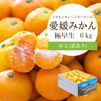 【ふるさと納税】【先行受付】 シーズン一番採り!極早生みかん 小玉6kg【訳あり】【C25-47】_【1248092】 YWTAP030｜愛媛県八幡浜市 7,700円