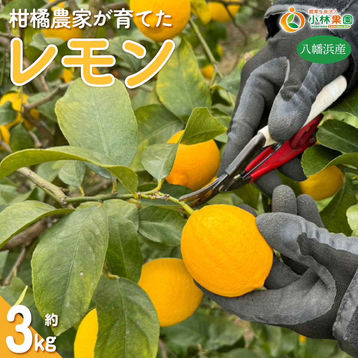 【ふるさと納税】【先行受付】愛媛県八幡浜市産 柑橘農家が育てたレモン 約3キロ【C24-40】YWTAD031｜愛媛県八幡浜市