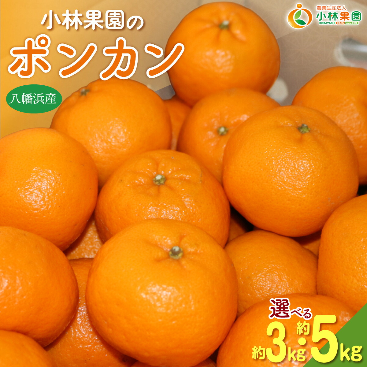 【ふるさと納税】【先行受付】小林果園のポンカン 選べる容量 (約3kg/5kg)【C24-18】ふるさと納税 みかん ミカン 柑橘 柑橘類 フルーツ 果物 くだもの 人気 美味しい 選べる 容量 3kg 5kg 愛媛県 八幡浜 YWTAD011｜愛媛県八幡浜市 7,400円
