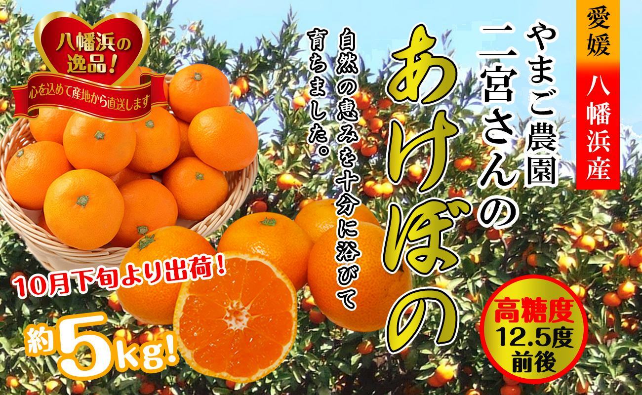 【ふるさと納税】【先行受付】やまご農園 高糖度みかん!「あけぼの」【C39-11】_ みかん ミカン 柑橘 温州 果物 くだもの フルーツ 旬 愛媛 コク 甘み 国産 産直 産地直送 小玉 旬 濃厚 冷蔵 高糖度 極早生 【配送不可地域：離島】【1491797】YWTF004｜愛媛県八幡浜市