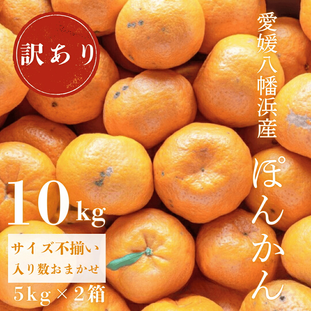 【ふるさと納税】【先行受付】【南国を感じさせる独特の香り】訳あり 愛媛ポンカン 10kg【C20-13】_ みかん ミカン 柑橘 くだもの 果物 フルーツ ぽんかん ポンカン 甘い ワケアリ 訳あり 規格外 不揃い 常温 デザート 産地直送 産直 愛媛 人気 【1094582】 YWTI011｜愛媛県八幡浜市