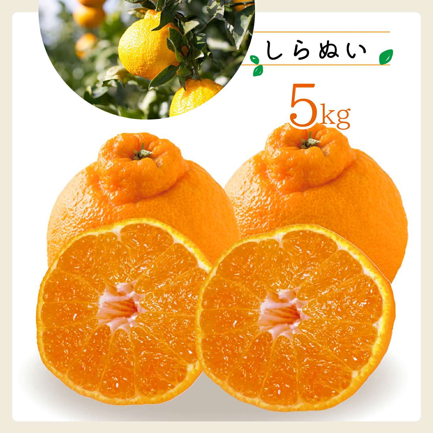 【ふるさと納税】【先行受付】コウ果樹園「しらぬい」たっぷり5kg【C33-23】_ みかん ミカン 蜜柑 フルーツ 果物 くだもの 人気 美味しい 愛媛県 八幡浜市 柑橘類 柑橘 不知火 ふるさと 【1052369】YWTG009｜愛媛県八幡浜市