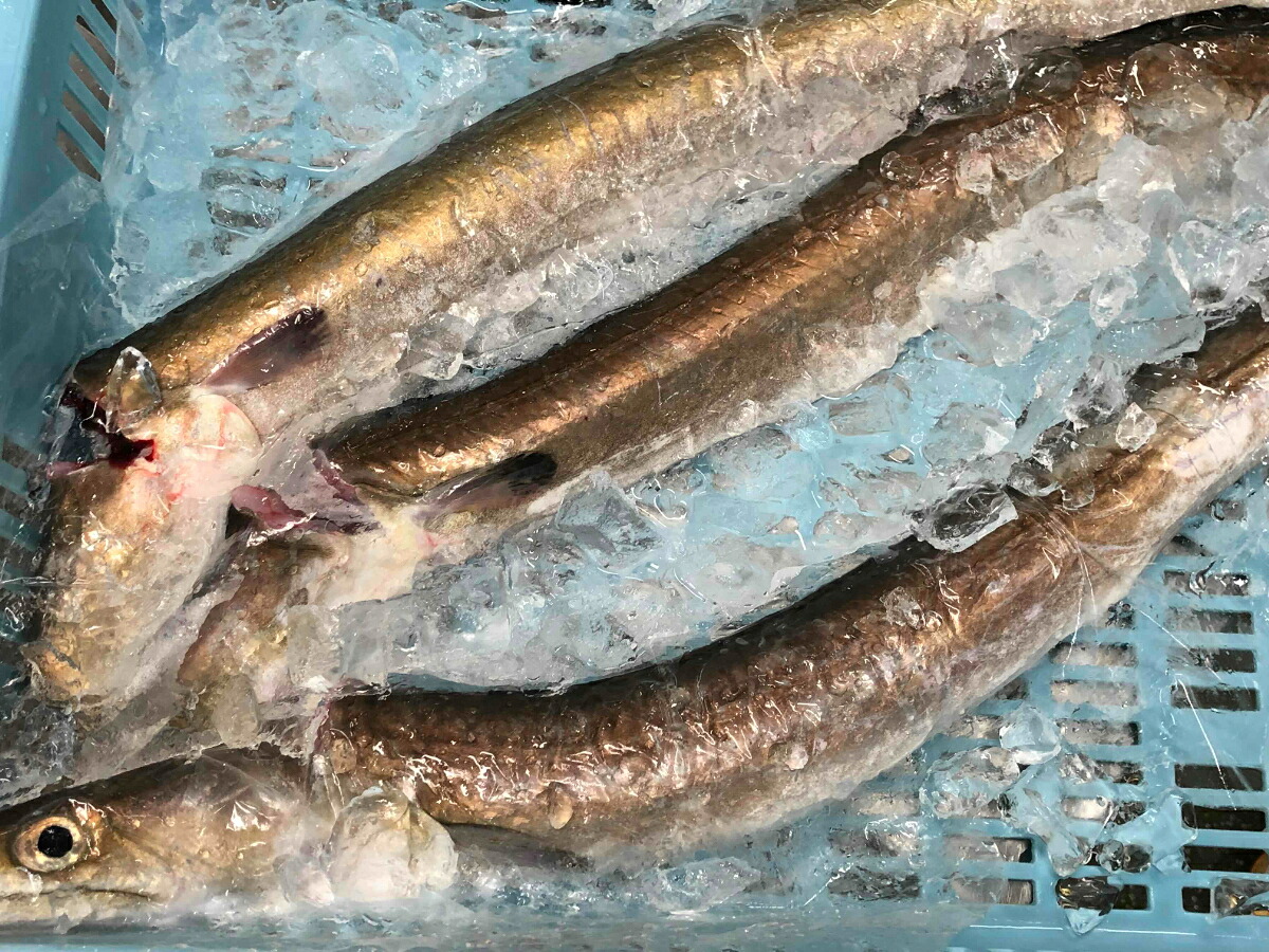 【ふるさと納税】竹中水産の八幡浜発!「骨切り鱧・1kg以上」【F22-207】_【配送不可地域：離島】【1052349】YWTM025
